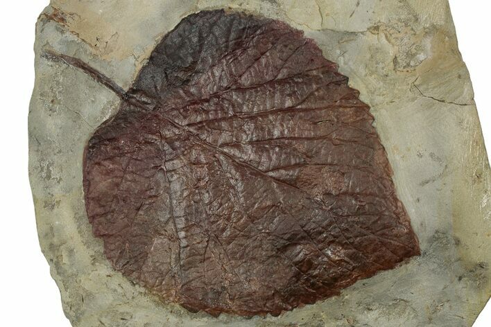 Paleocene Fossil Leaf (Davidia) - Montana #356537